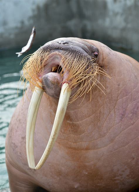 walrus tusks price per pound
